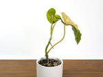 Philodendron Paraiso Verde Aurea Mutation - Exact Plant #31C