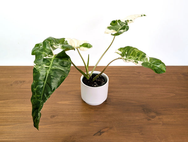 Philodendron Paraiso Verde Albo Mutation - 4" Exact Plant #31A