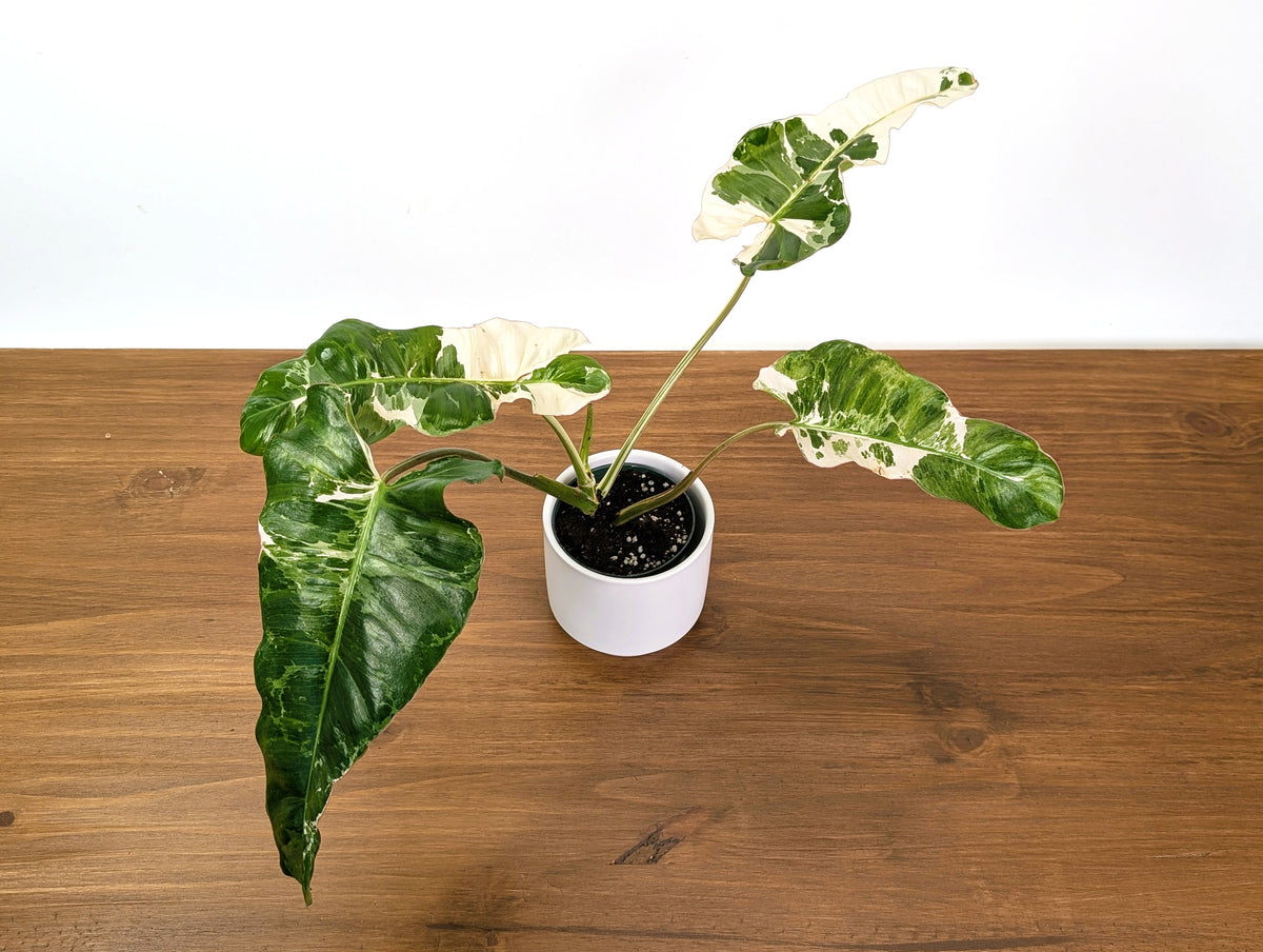 Philodendron Paraiso Verde Albo Mutation - 4" Exact Plant #31A