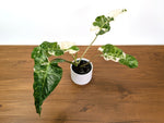 Philodendron Paraiso Verde Albo Mutation - 4" Exact Plant #31A