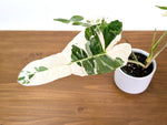 Philodendron Paraiso Verde Albo Mutation - 4" Exact Plant #31A