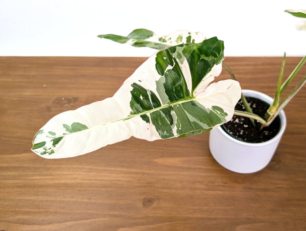 Philodendron Paraiso Verde Albo Mutation - 4" Exact Plant #31A