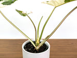 Philodendron Paraiso Verde Albo Mutation - 4" Exact Plant #31A