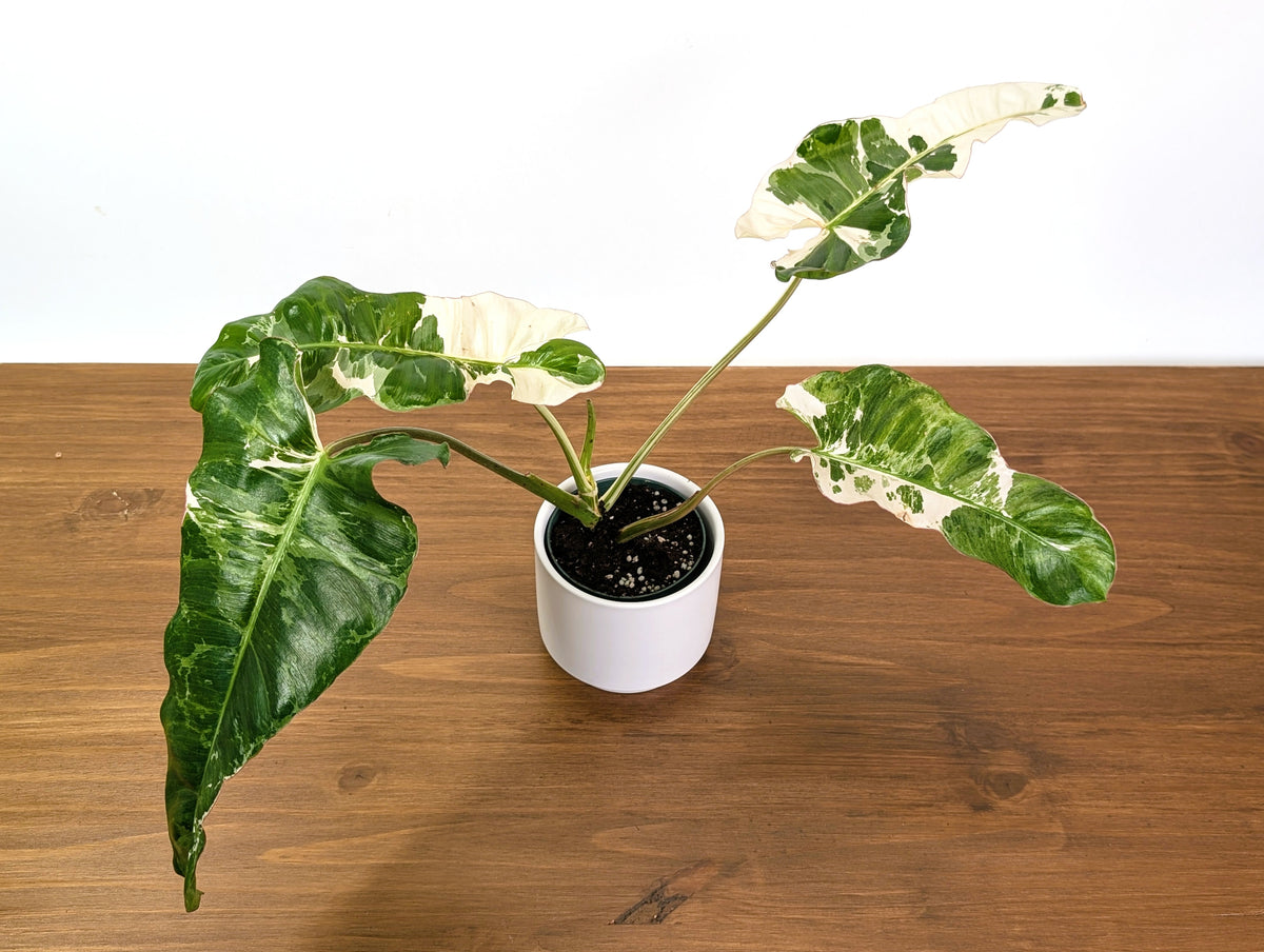 Philodendron Paraiso Verde Albo Mutation - 4" Exact Plant #31A