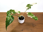 Philodendron Paraiso Verde Albo Mutation - 4" Exact Plant #31A