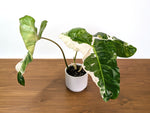 Philodendron Paraiso Verde Albo Mutation - 4" Exact Plant #31B