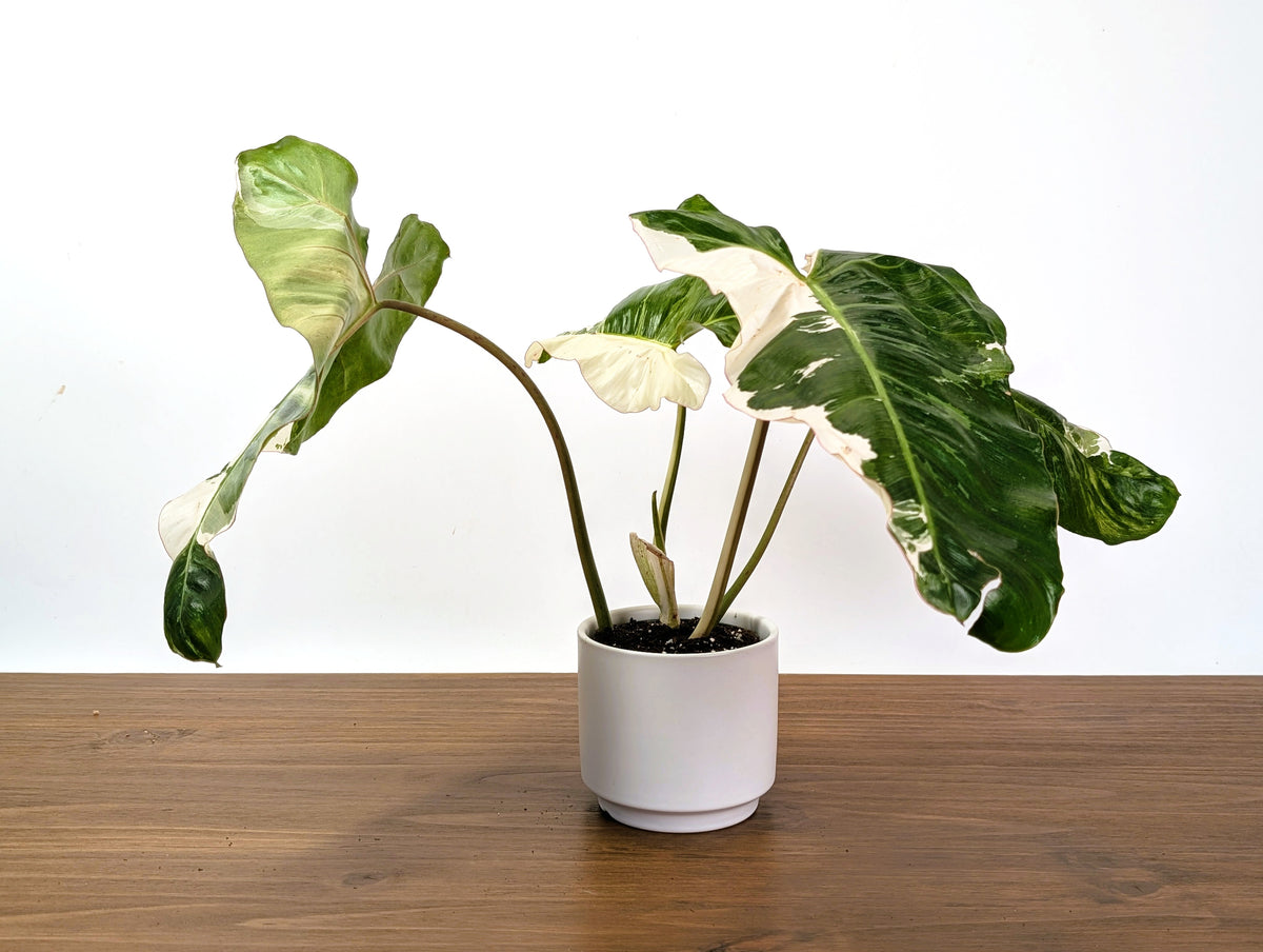 Philodendron Paraiso Verde Albo Mutation - 4" Exact Plant #31B