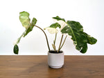 Philodendron Paraiso Verde Albo Mutation - 4" Exact Plant #31B
