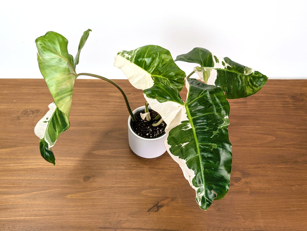 Philodendron Paraiso Verde Albo Mutation - 4" Exact Plant #31B