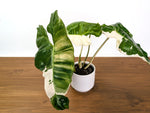 Philodendron Paraiso Verde Albo Mutation - 4" Exact Plant #31B