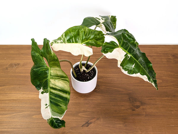 Philodendron Paraiso Verde Albo Mutation - 4" Exact Plant #31B
