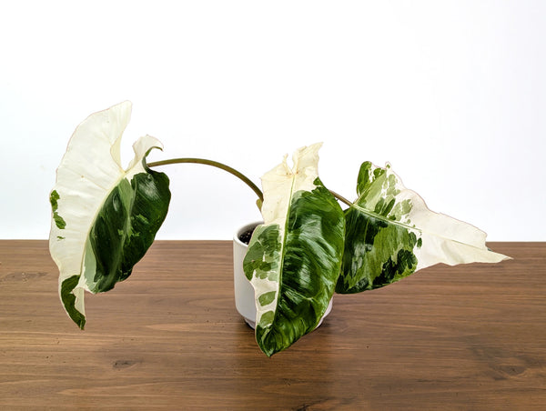 Philodendron Paraiso Verde Albo Mutation - 4" Exact Plant #31C