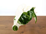 Philodendron Paraiso Verde Albo Mutation - 4" Exact Plant #31C