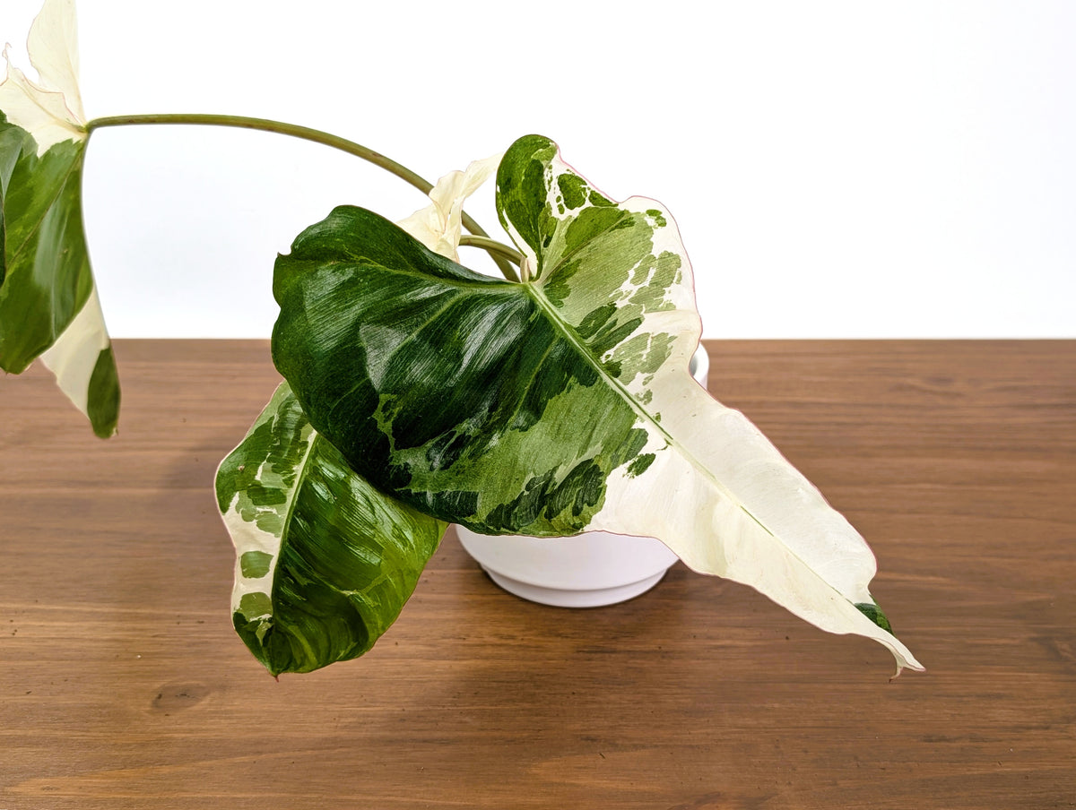 Philodendron Paraiso Verde Albo Mutation - 4" Exact Plant #31C