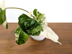 Philodendron Paraiso Verde Albo Mutation - 4" Exact Plant #31C
