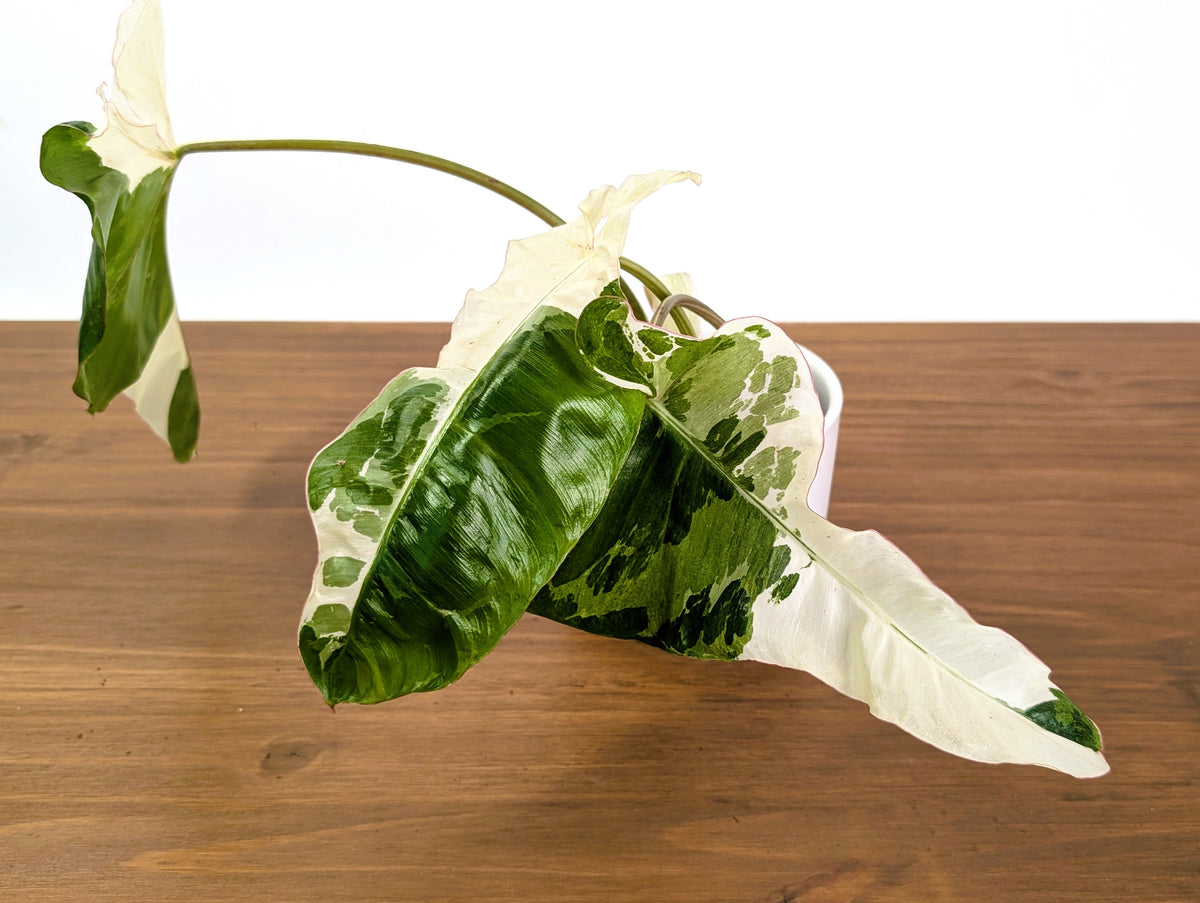 Philodendron Paraiso Verde Albo Mutation - 4" Exact Plant #31C