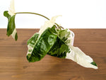 Philodendron Paraiso Verde Albo Mutation - 4" Exact Plant #31C