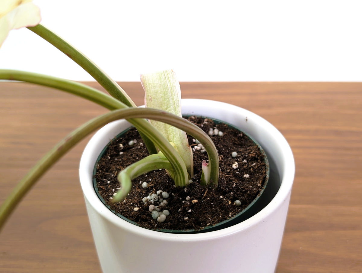 Philodendron Paraiso Verde Albo Mutation - 4" Exact Plant #31C