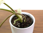Philodendron Paraiso Verde Albo Mutation - 4" Exact Plant #31C
