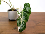 Philodendron Paraiso Verde Albo Mutation - 4" Exact Plant #31D