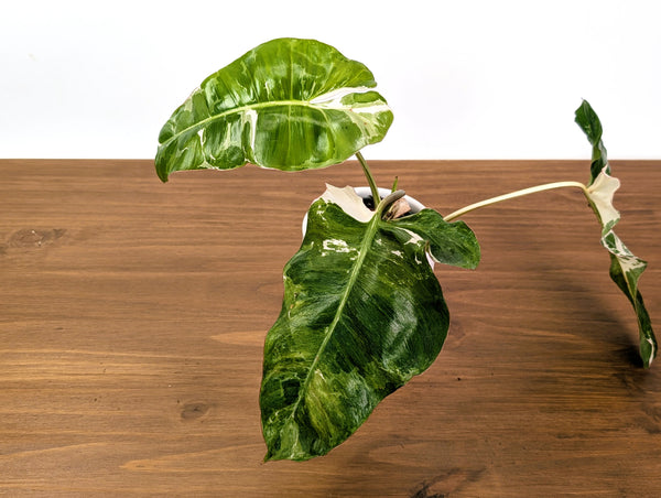 Philodendron Paraiso Verde Albo Mutation - 4" Exact Plant #31D
