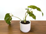 Philodendron Paraiso Verde Albo Mutation - 4" Exact Plant #31D