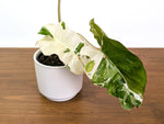 Philodendron Paraiso Verde Albo Mutation - 4" Exact Plant #31E