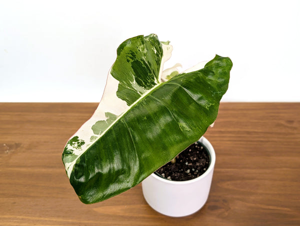 Philodendron Paraiso Verde Albo Mutation - 4" Exact Plant #31E