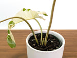 Philodendron Paraiso Verde Albo Mutation - 4" Exact Plant #31E