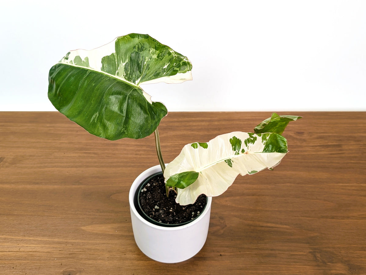 Philodendron Paraiso Verde Albo Mutation - 4" Exact Plant #31E