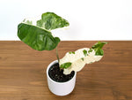 Philodendron Paraiso Verde Albo Mutation - 4" Exact Plant #31E