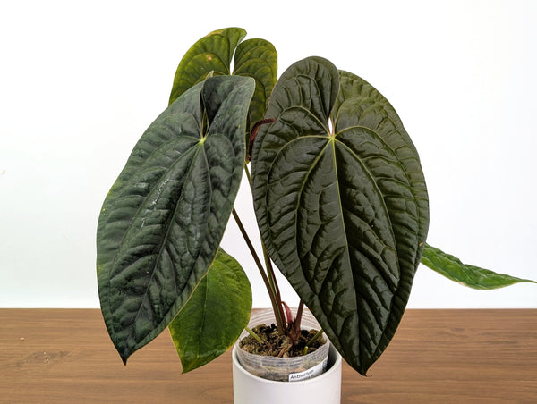 Anthurium Ximeportilla (Papillilaminum x Luxurians) XL Mature Exact Plant #31A