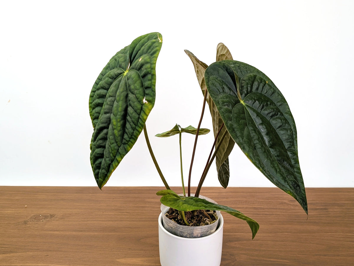 Anthurium Ximeportilla (Papillilaminum x Luxurians) XL Mature Exact Plant #31A