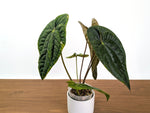 Anthurium Ximeportilla (Papillilaminum x Luxurians) XL Mature Exact Plant #31A