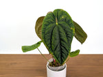 Anthurium Ximeportilla (Papillilaminum x Luxurians) XL Mature Exact Plant #31A