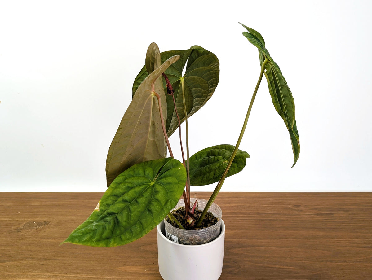 Anthurium Ximeportilla (Papillilaminum x Luxurians) XL Mature Exact Plant #31A
