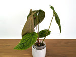 Anthurium Ximeportilla (Papillilaminum x Luxurians) XL Mature Exact Plant #31A