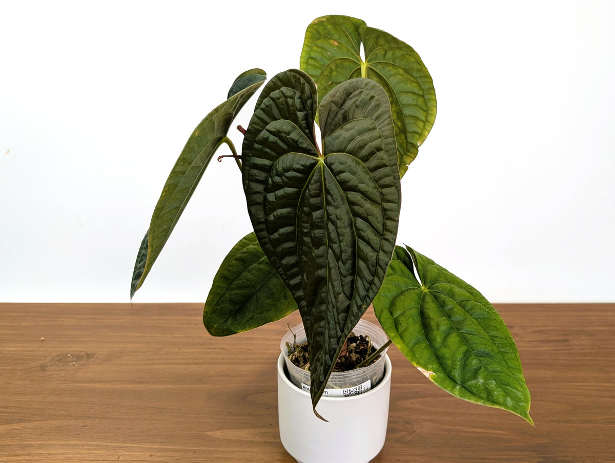 Anthurium Ximeportilla (Papillilaminum x Luxurians) XL Mature Exact Plant #31A