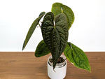 Anthurium Ximeportilla (Papillilaminum x Luxurians) XL Mature Exact Plant #31A