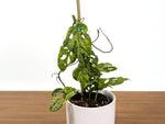 Monstera Adansonii Mottled Variegated - Exact 4" - #31B