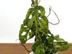 Monstera Adansonii Mottled Variegated - Exact 4" - #31B