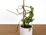 Monstera Adansonii Mottled Variegated - Exact 4" - #31B