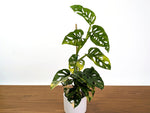 Monstera Adansonii Tricolor Aurea Variegated XL Exact Plant #31A