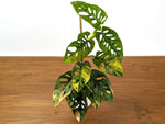 Monstera Adansonii Tricolor Aurea Variegated XL Exact Plant #31A