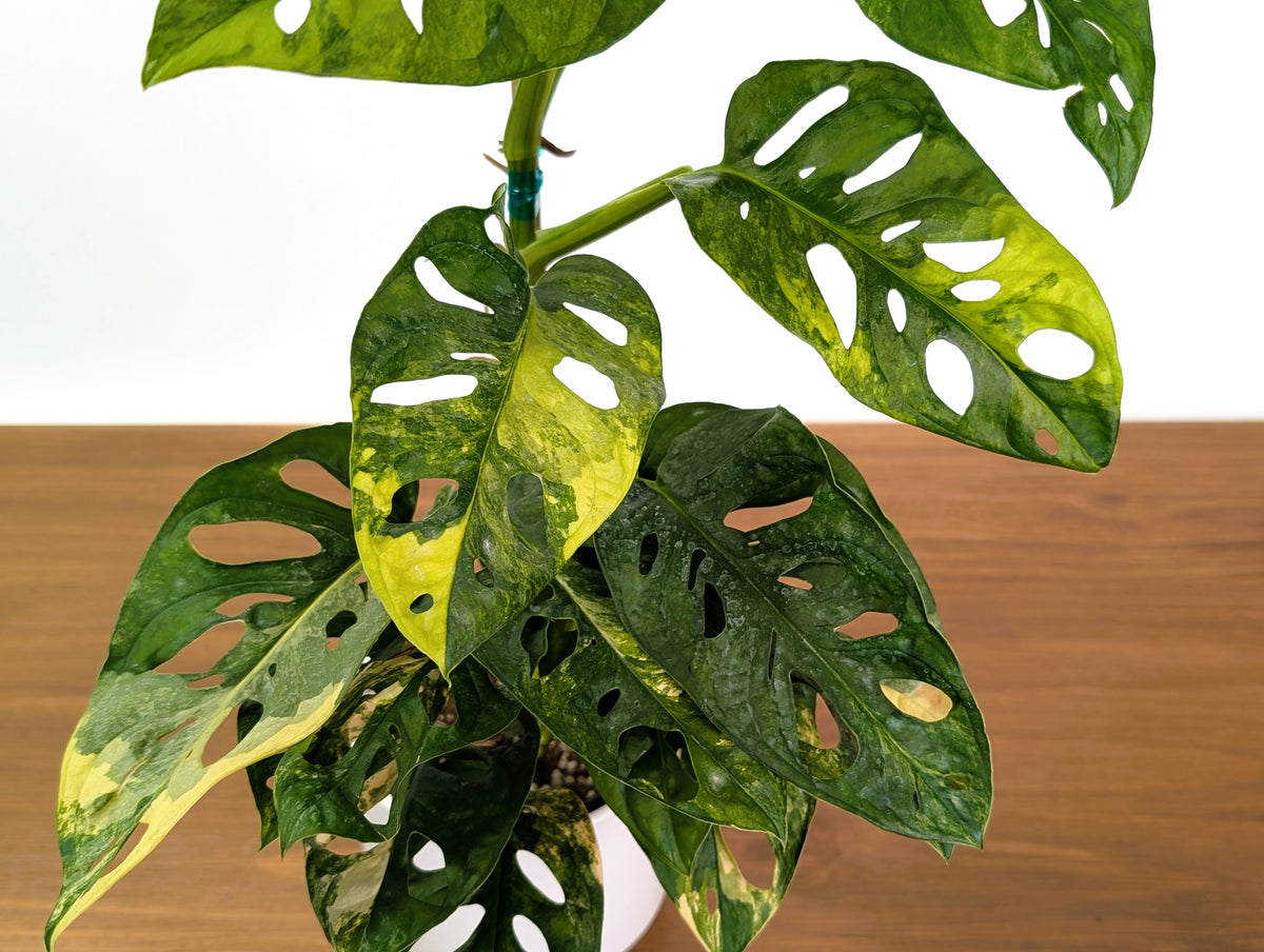 Monstera Adansonii Tricolor Aurea Variegated XL Exact Plant #31A