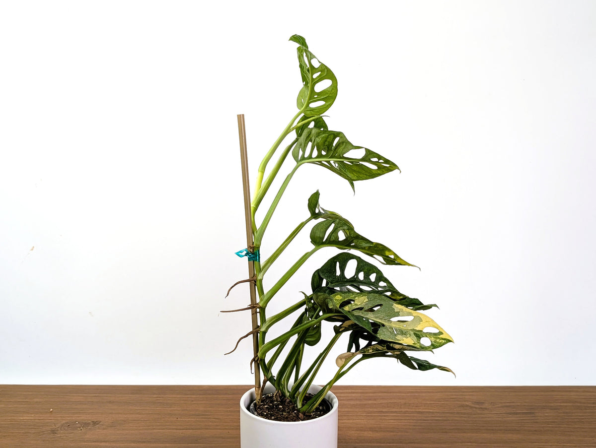 Monstera Adansonii Tricolor Aurea Variegated XL Exact Plant #31A