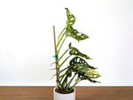 Monstera Adansonii Tricolor Aurea Variegated XL Exact Plant #31A