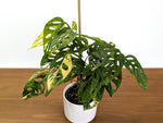 Monstera Adansonii Tricolor Aurea Variegated Multiple Growth Points XL Exact Plant #31B