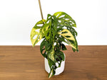 Monstera Adansonii Tricolor Aurea Variegated Multiple Growth Points XL Exact Plant #31B