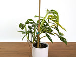 Monstera Adansonii Tricolor Aurea Variegated Multiple Growth Points XL Exact Plant #31B